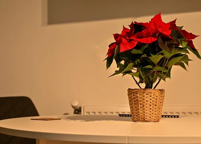 Nussbaumer Бухарест